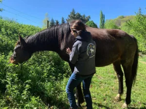 Thérapie équine par massage acupression - Sandrine Protti