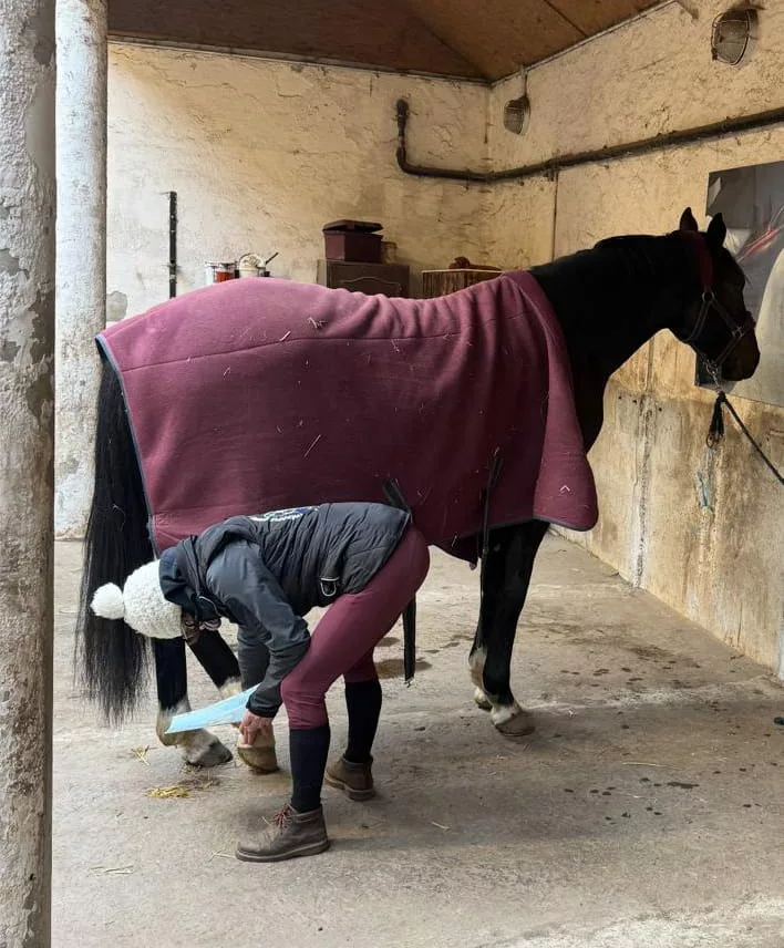 Les bienfaits de la thérapie par massage acupression pour les chevaux